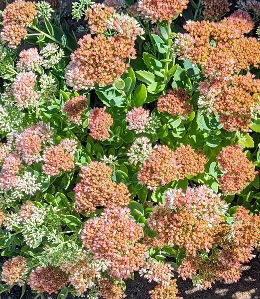 Sedum 'Herbstfreude'